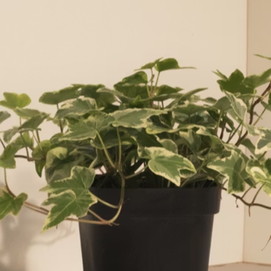 英國常春藤 小植栽 9*9*12