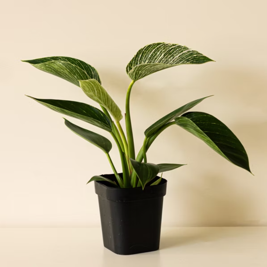 小柏金蔓綠絨 小植栽 9*9*12