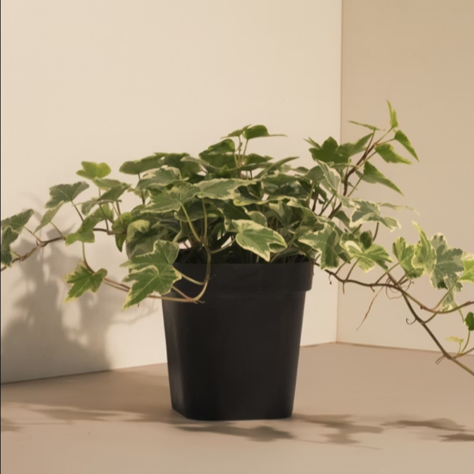 英國常春藤 小植栽 9*9*12