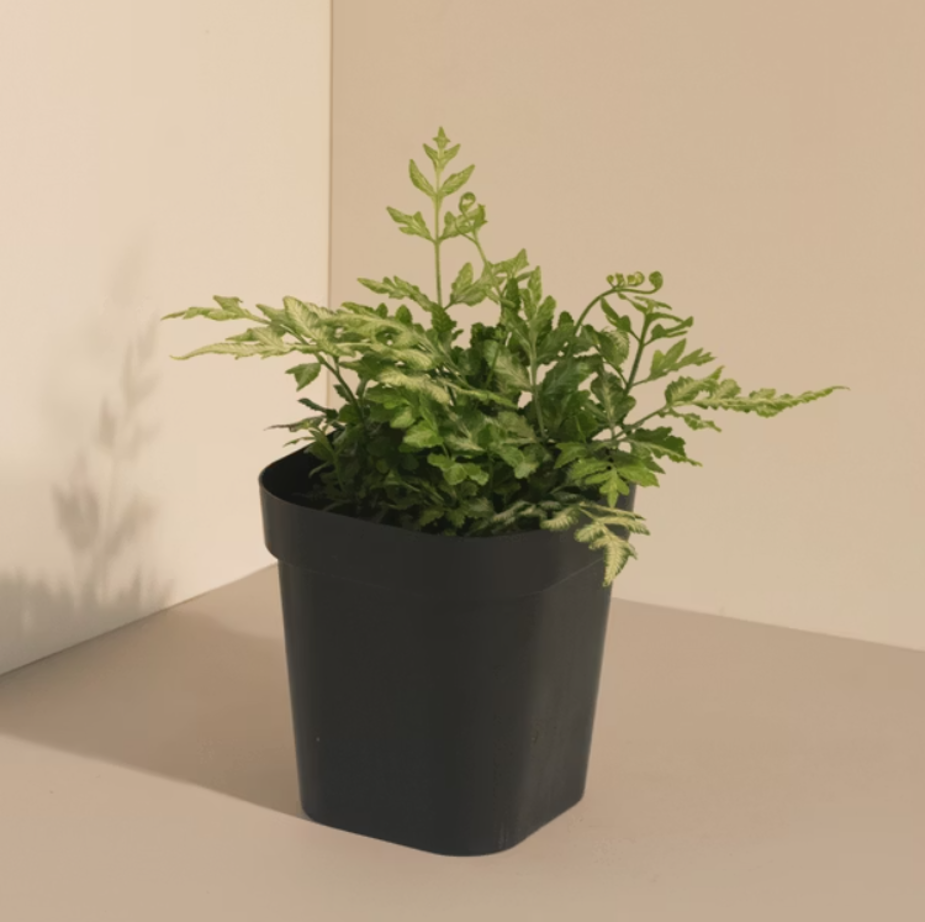 維多利亞鳳尾蕨 小植栽 9*9*30