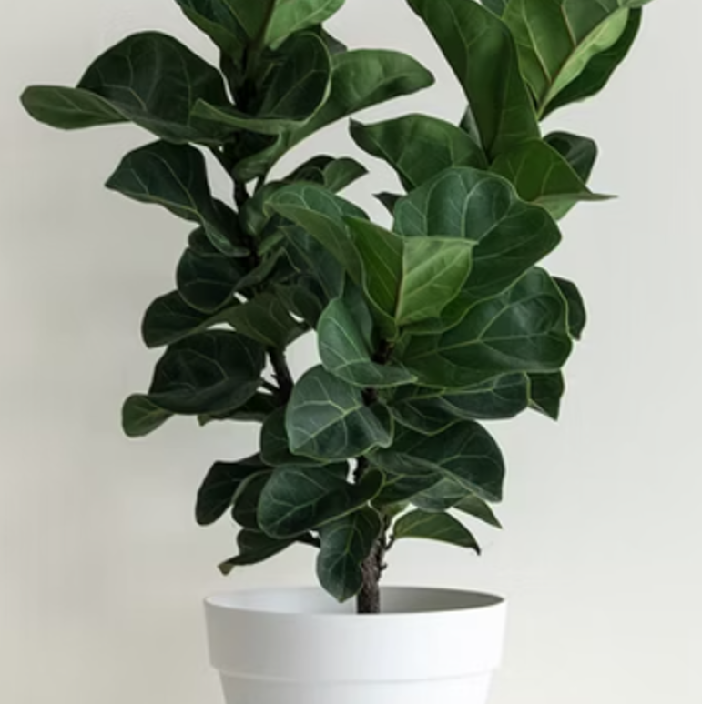 琴葉榕 大型植栽 20*20*60