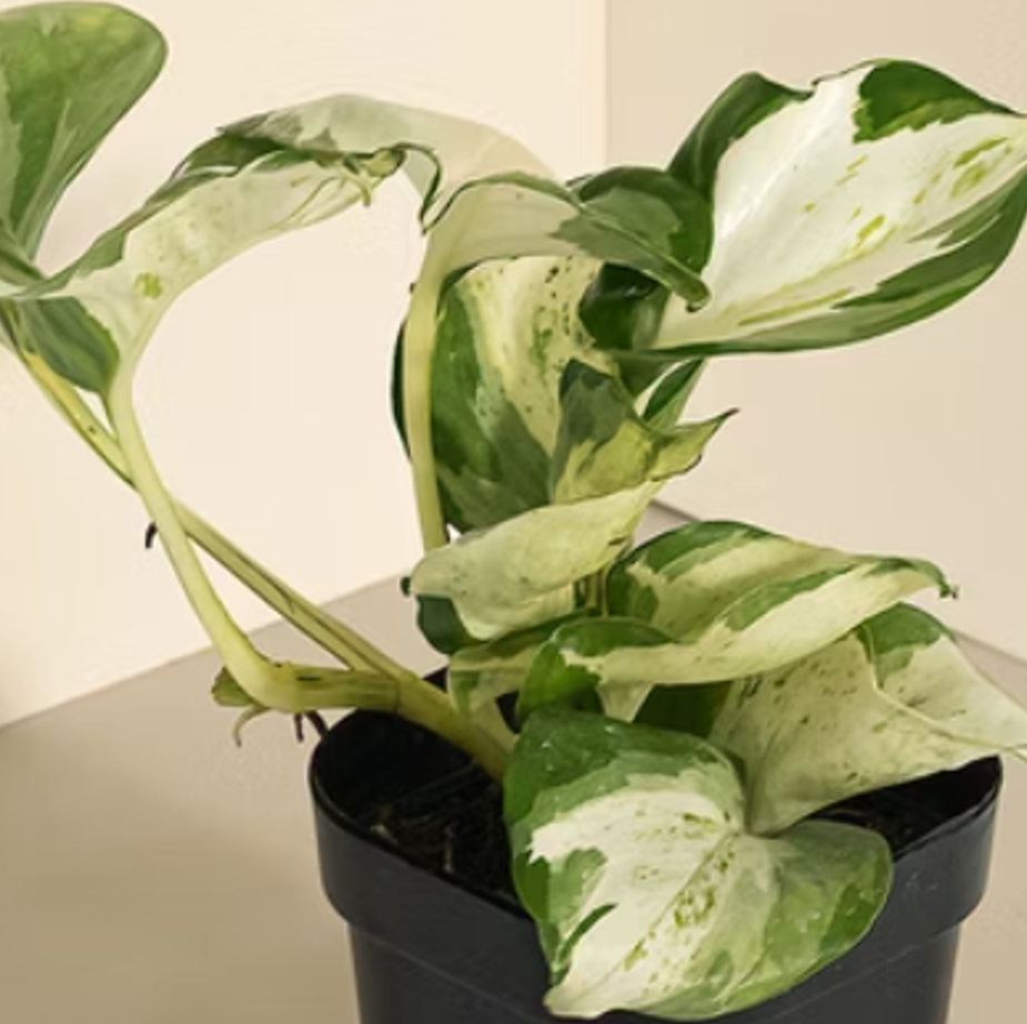 白泉黃金葛 小植栽 9*9*15