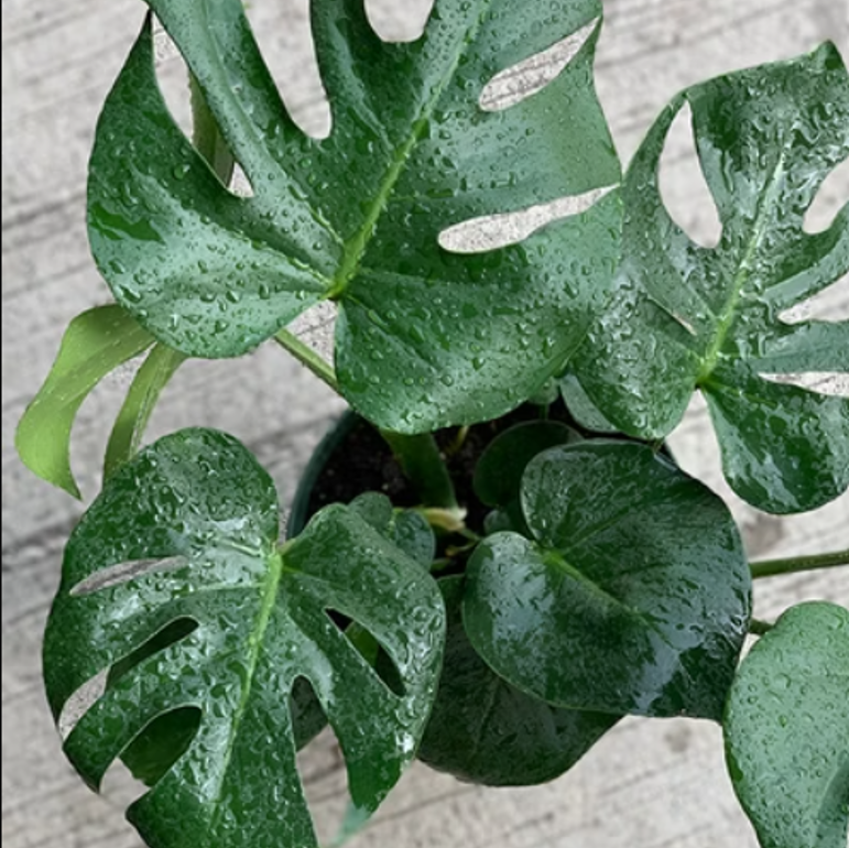 龜背竹 大型植栽 20*20*70