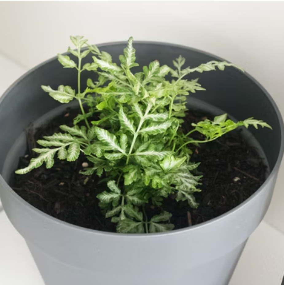 維多利亞鳳尾蕨 小植栽 9*9*30
