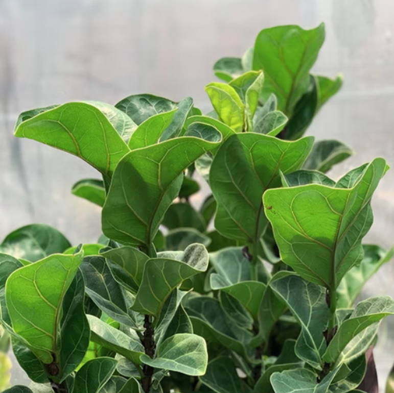 琴葉榕 大型植栽 20*20*60