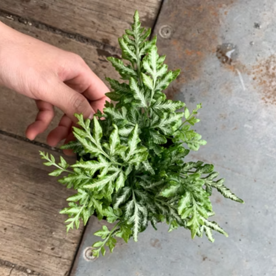 維多利亞鳳尾蕨 小植栽 9*9*30