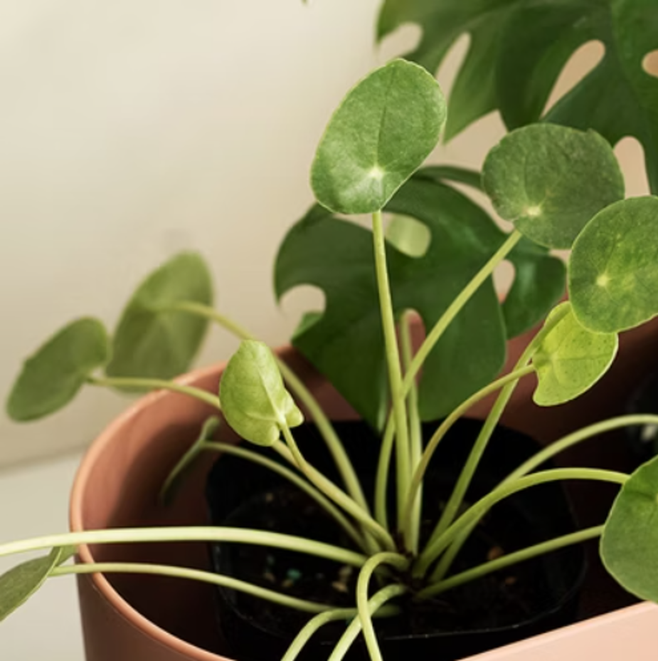 小鏡面草 小植栽 9*9*15