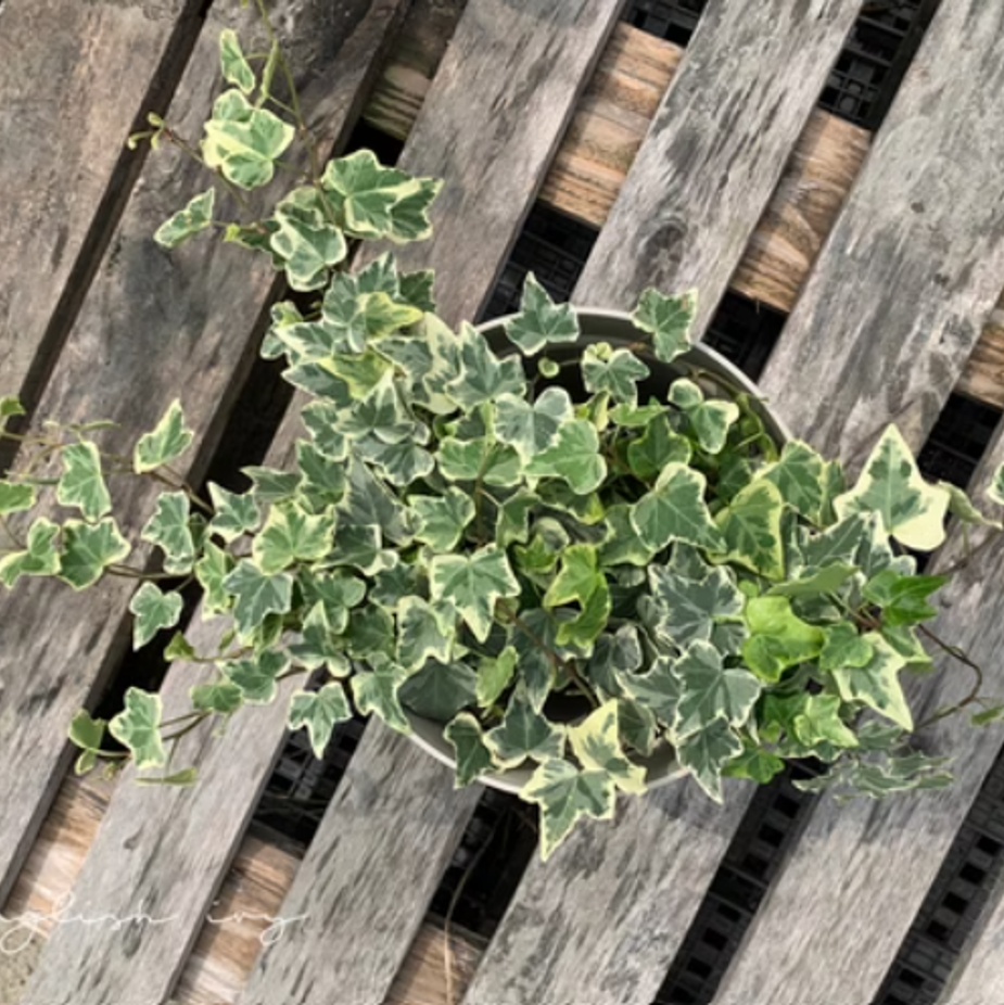 英國常春藤 小植栽 9*9*12