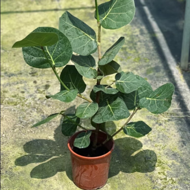 海葡萄 大型植栽 20*20*90