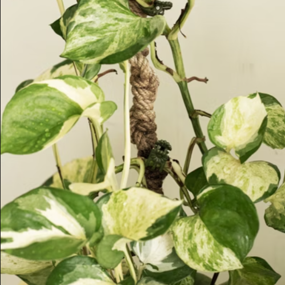 白泉黃金葛 小植栽 9*9*15